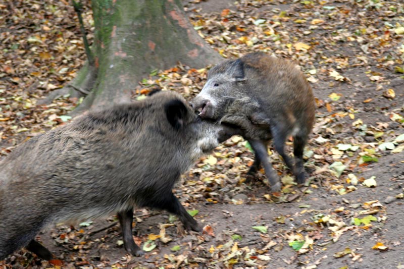 Killikus&reg; Fotographie